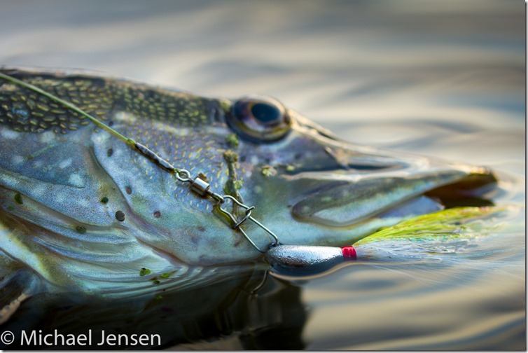 Pike and a bucktail jig