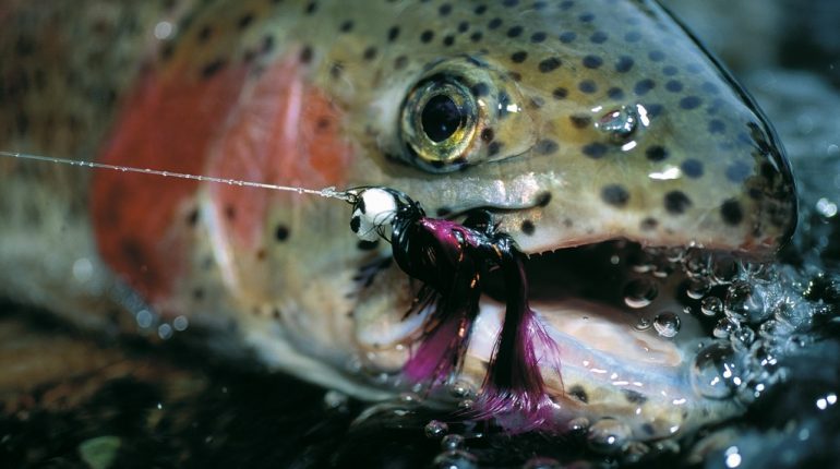 Saltwater Flies and Fishing Archives - Michael Jensens Angling