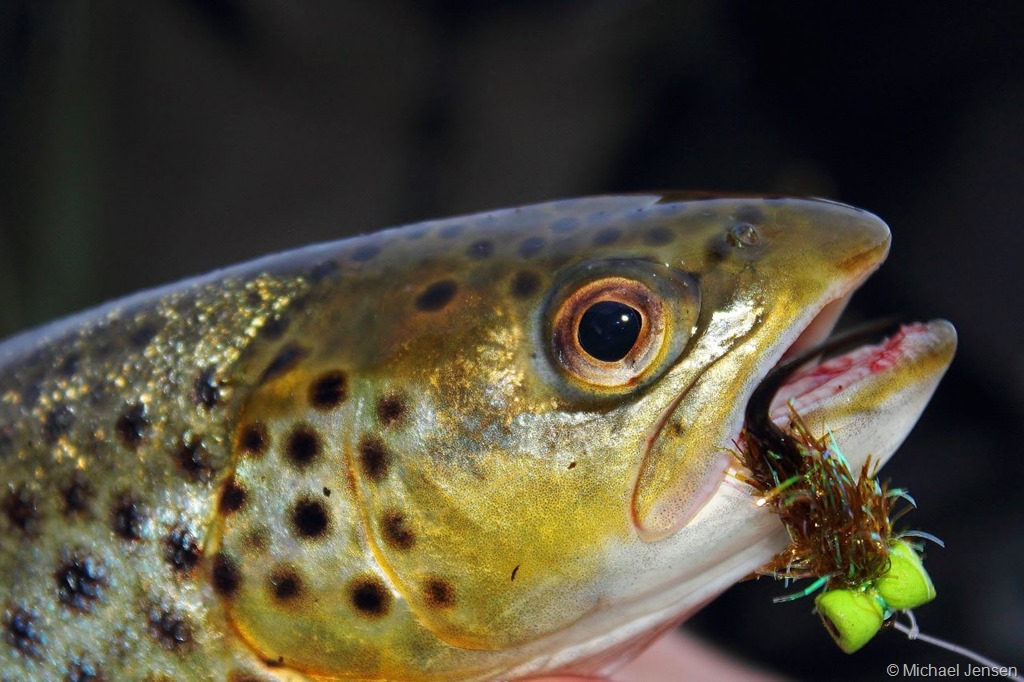 Sinking fly line and the Booby Fly - Michael Jensens Angling