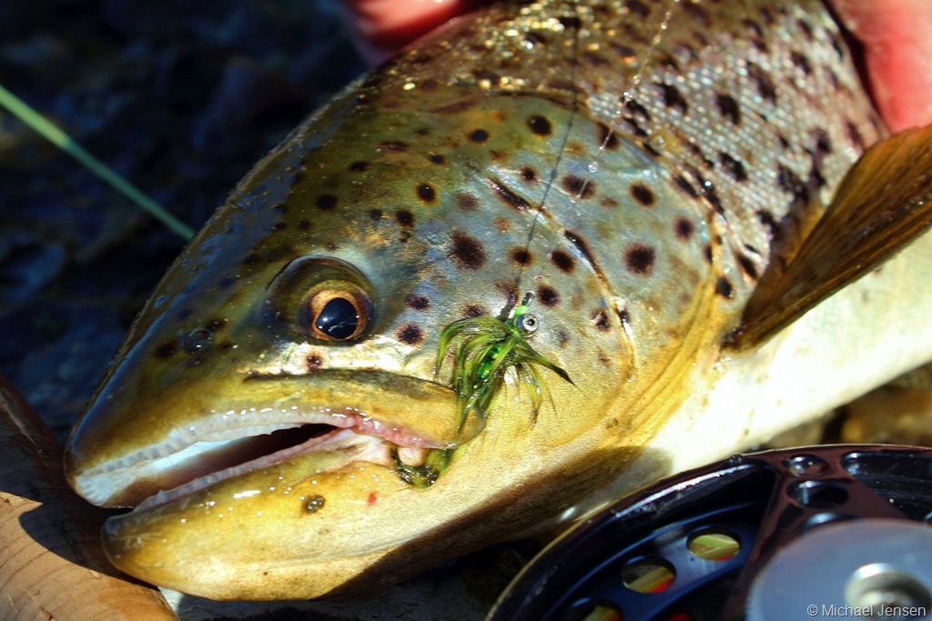 A.Jensen danish seatrout