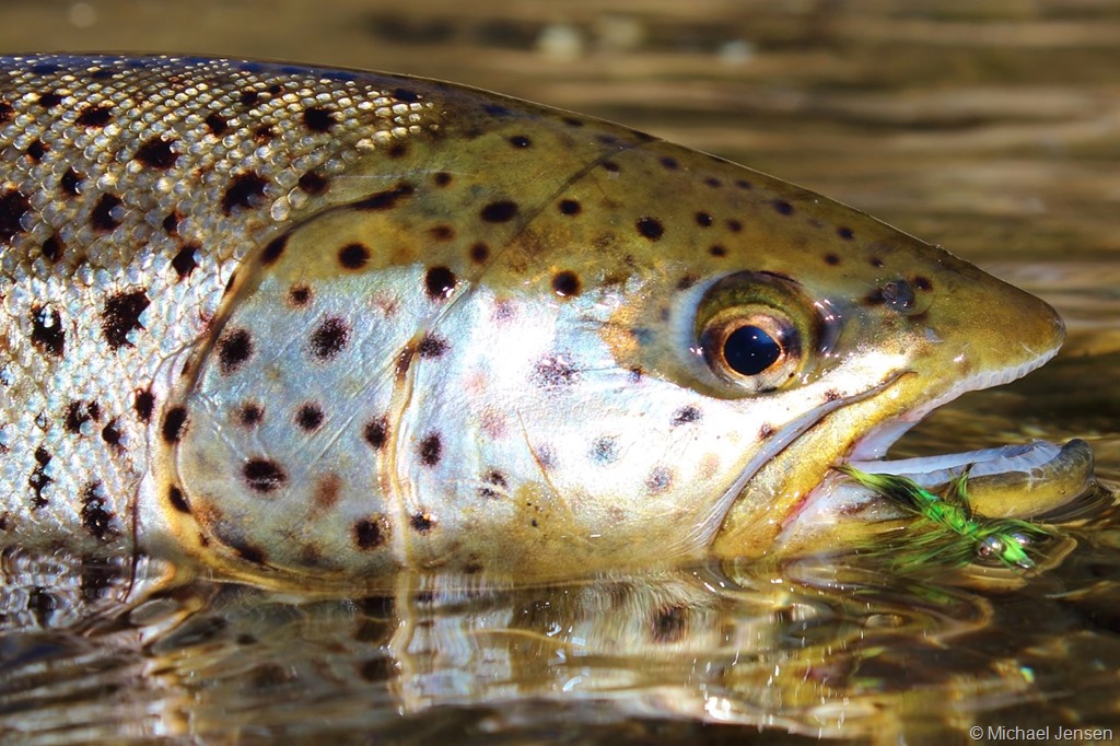 Sea trout on a sunny afternoon - Michael Jensens Angling