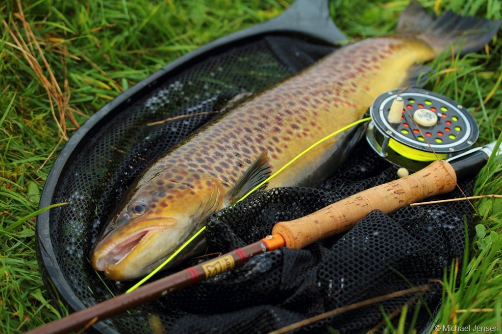 A.Jensen danish seatrout