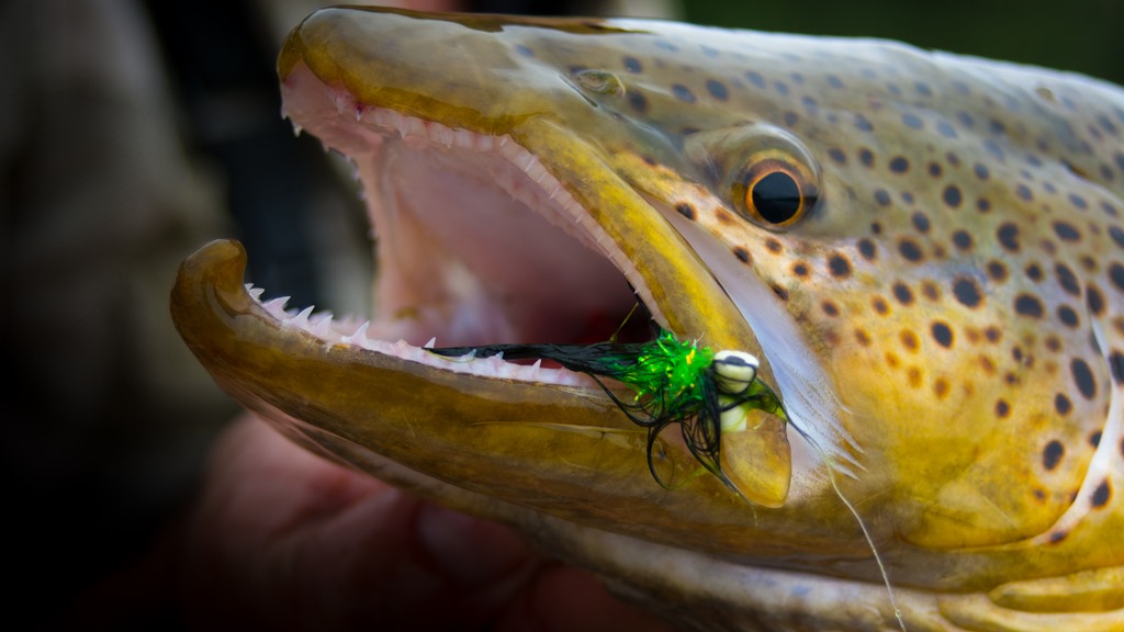 Meet the Booby fly – Angling Tales - Michael Jensens Angling