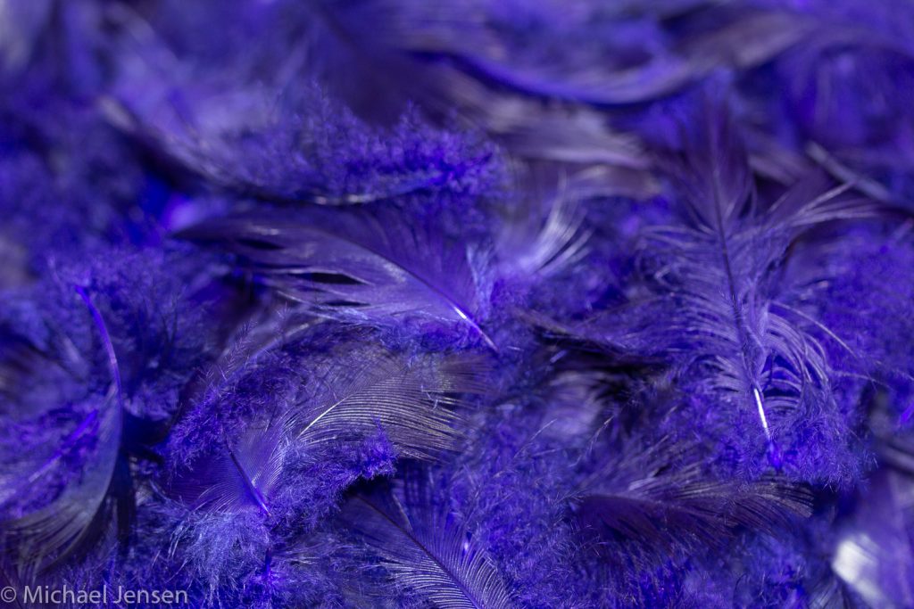 Dyed and dried feathers - pukeko substitute