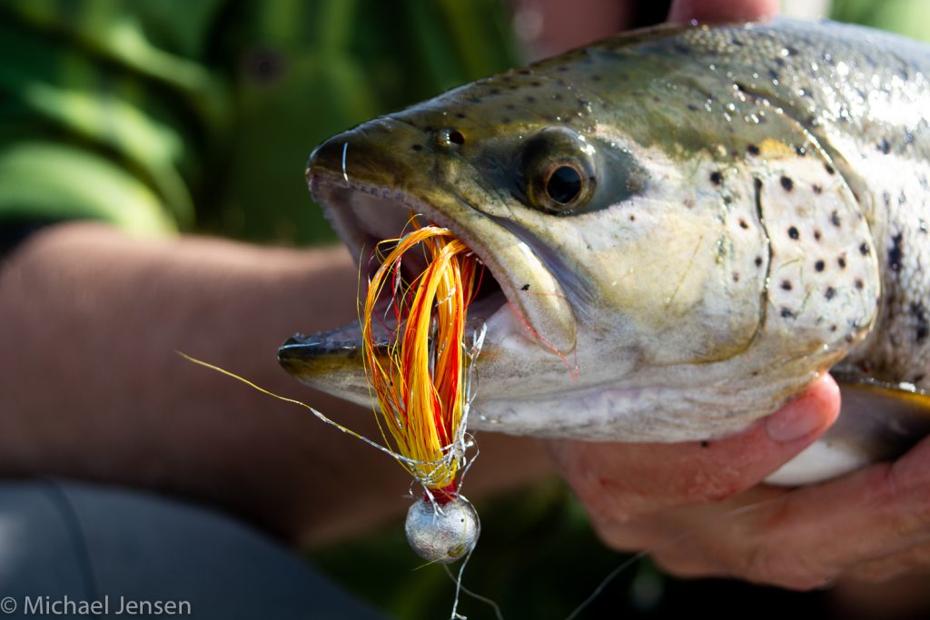 Why you need bucktail jigs
Brown trout caught on a Mickey Finn Jig