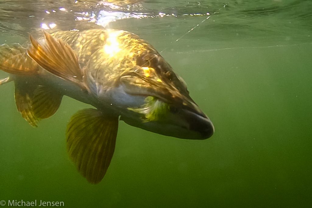 Why you need bucktail jigs
Pike under water 