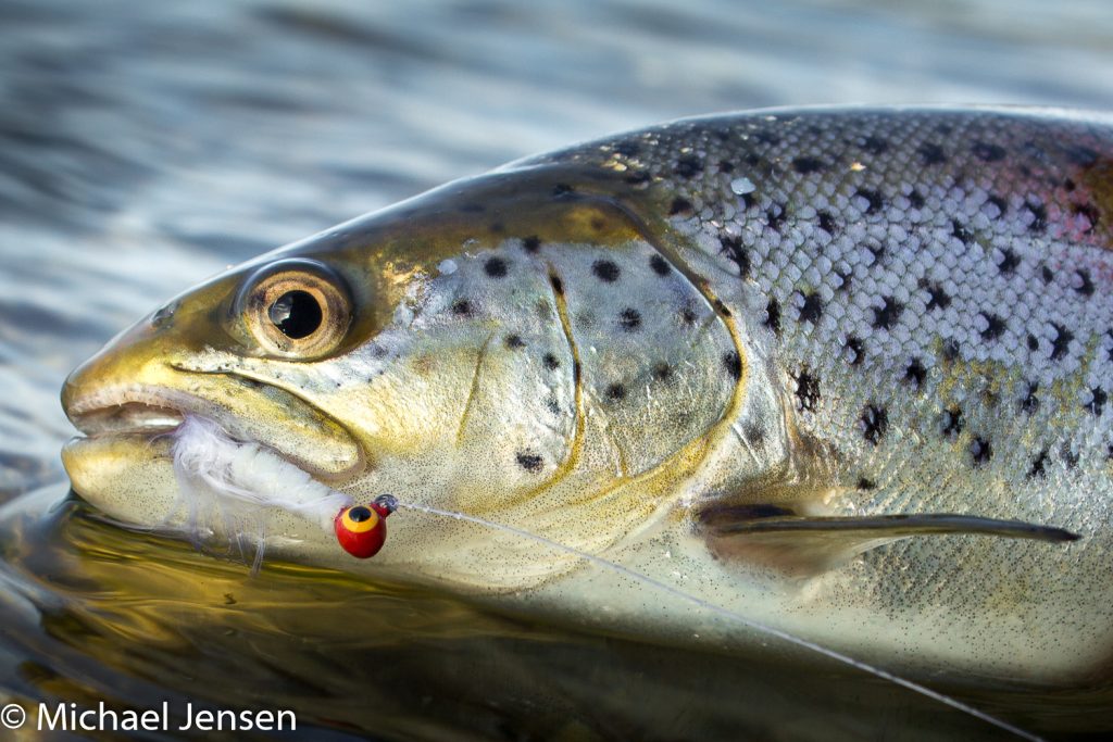 Trout Jigs and Flies