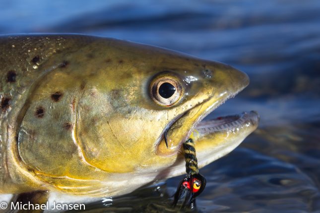 Saltwater Fly Fishing Archives - Michael Jensens Angling