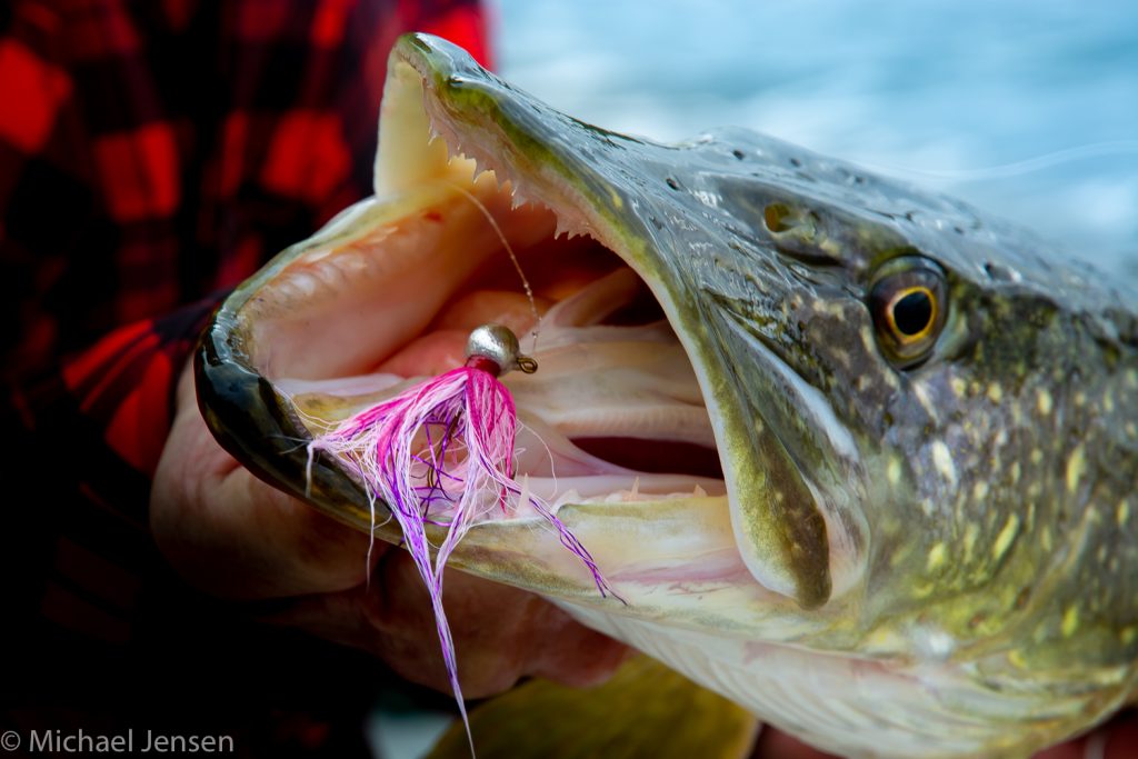 Pike caught on the Blushing Blonde Jig