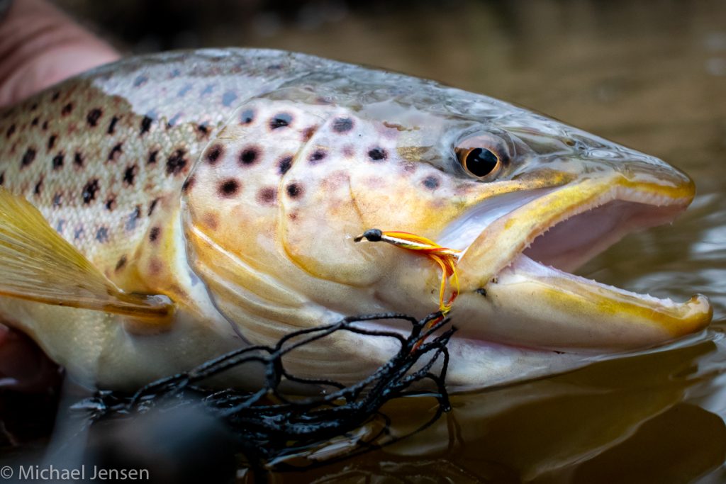 Small stream sea trout fishing - Michael Jensens Angling