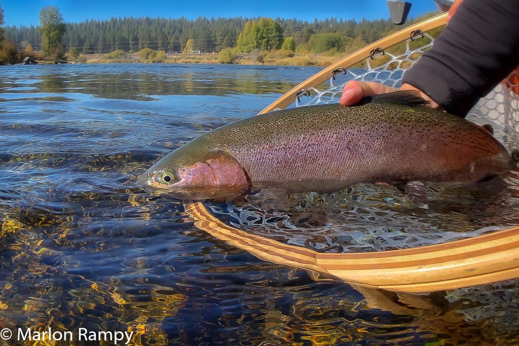 Beautiful fish and the Williamson River