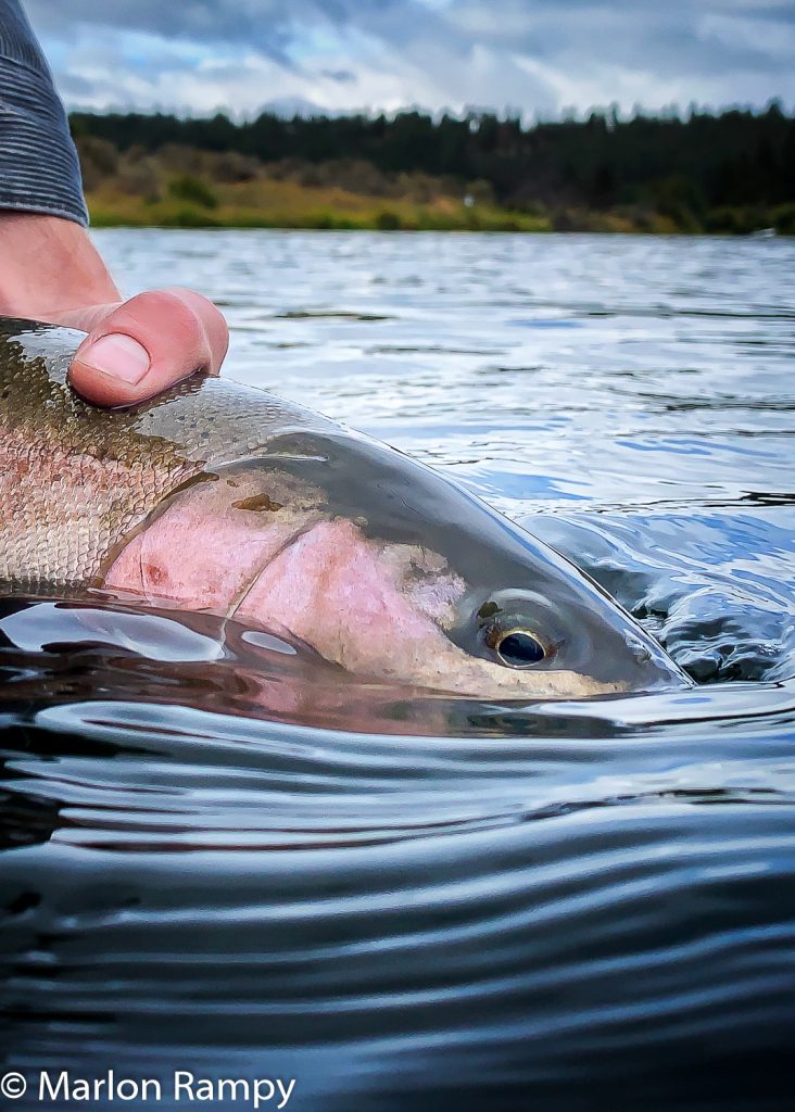 Beautiful fish from the Williamson River