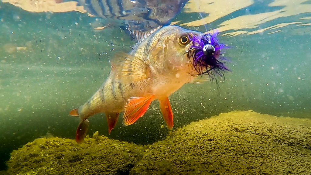 Pearch under water with black & purple marabou jig