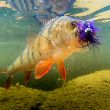 Perch under water with black and purple marabou jig