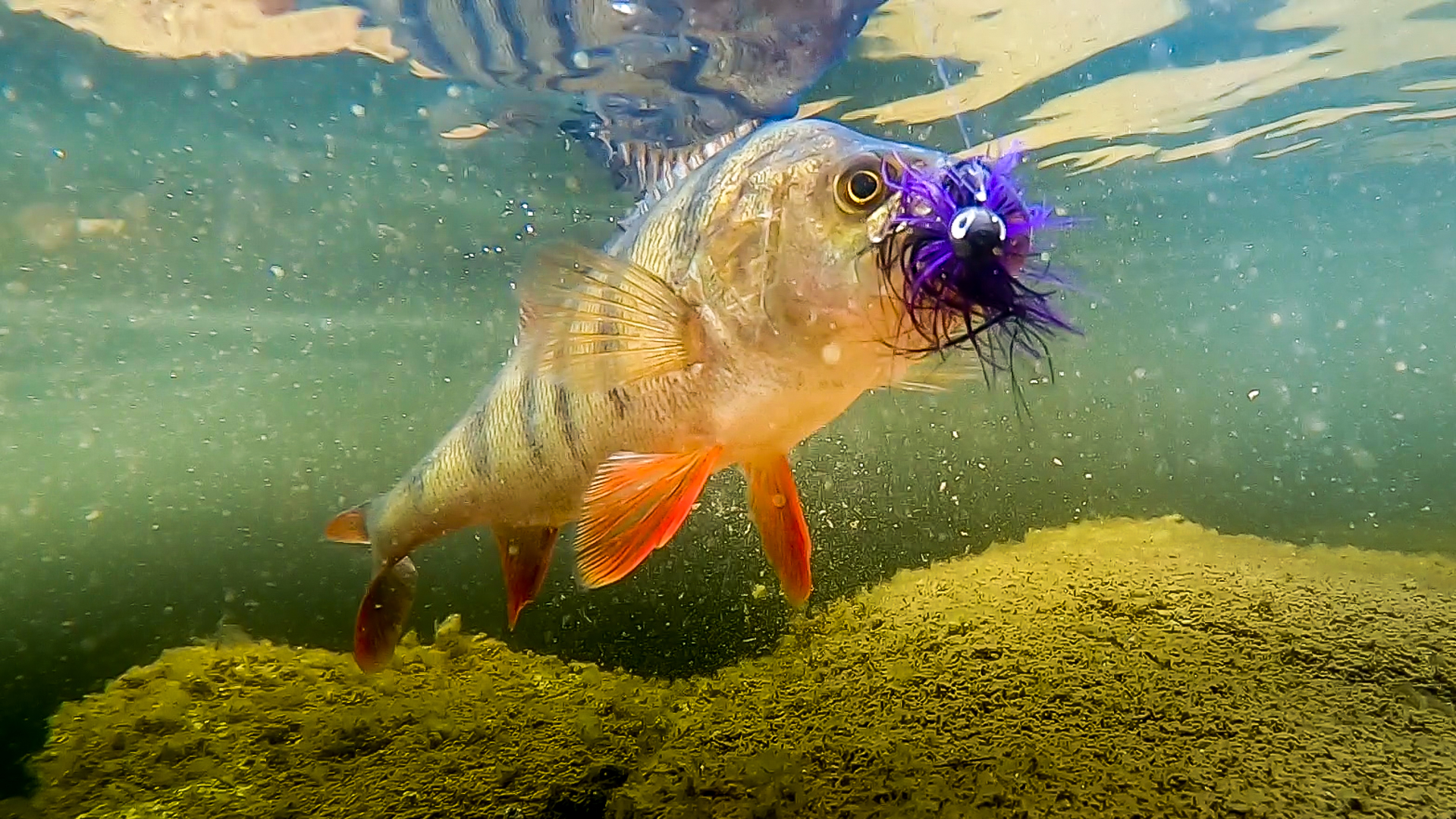 Perch under water with black and purple marabou jig